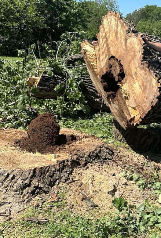L&M Tree Service tree work photo