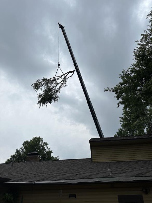 L&M Tree Service tree work photo
