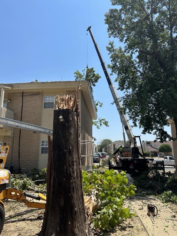 L&M Tree Service tree work photo